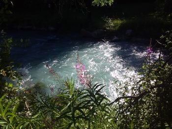 High angle view of flowering plants by river