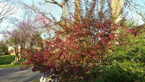 Blossoming tree in park