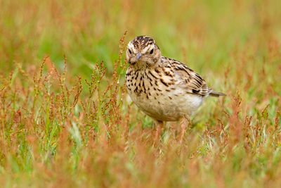 Close-up of bird perching on a field