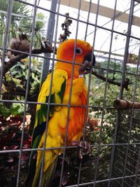 Close-up of parrot in cage