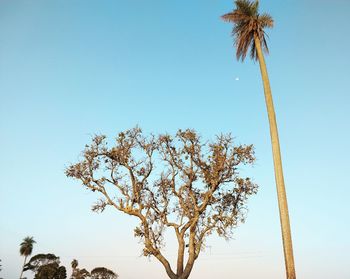 Low angle view of coconut palm tree against clear blue sky