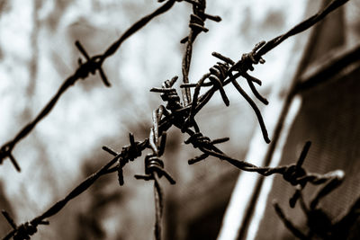 Close-up of barbed wire on plant