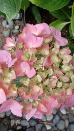 Close-up of pink flowers blooming outdoors