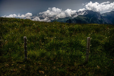 Scenic view of field against sky