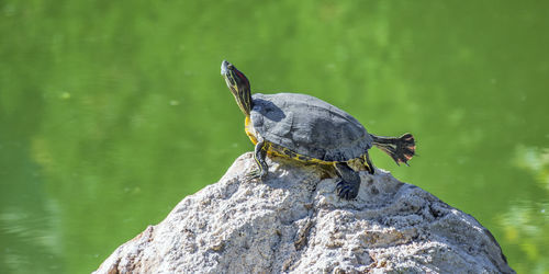 Close-up of bird perching on rock by lake