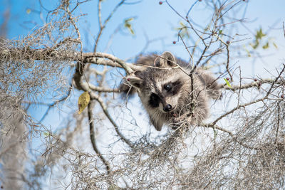 Raccoon climbing on a tree searching for food
