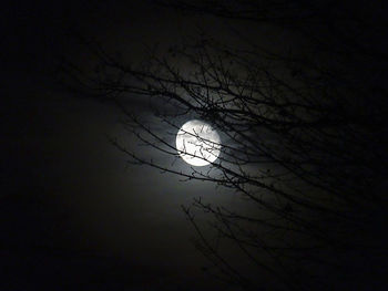 Low angle view of bare trees against sky at night