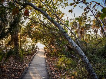 Footpath amidst trees in forest