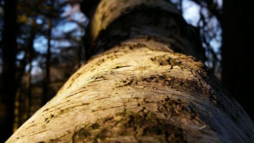 Close-up of tree trunk