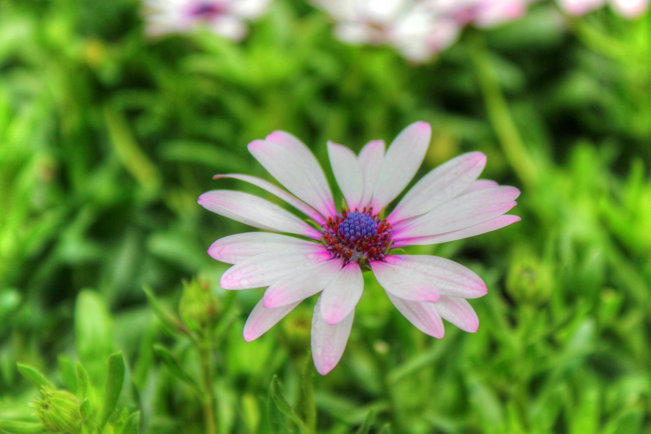 flower, petal, freshness, fragility, flower head, growth, beauty in nature, focus on foreground, close-up, blooming, nature, pollen, plant, single flower, in bloom, pink color, selective focus, day, blossom, field