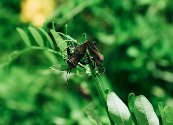 Close-up of insect on leaf