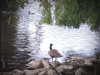 Swans swimming on lake