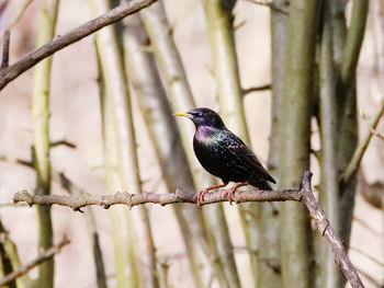Bird perching on a branch