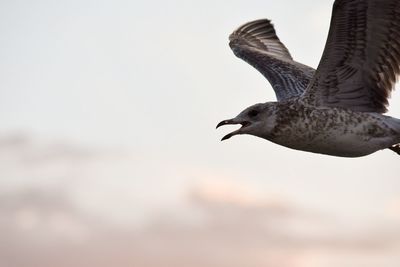 Close-up of eagle flying against clear sky