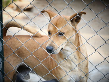 Close-up portrait of a dog seen through chainlink fence