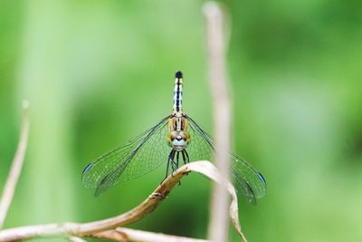 Close-up of dragonfly