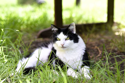 Portrait of cat on field