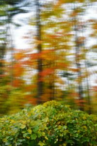 Close-up of trees in forest during autumn