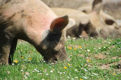 Close-up of pig on field