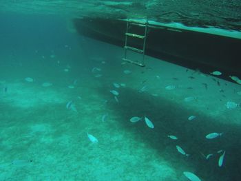 Fish swimming in sea