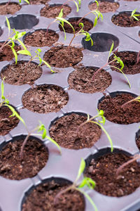 High angle view of potted plants