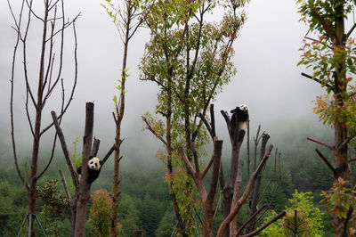 View of birds in forest