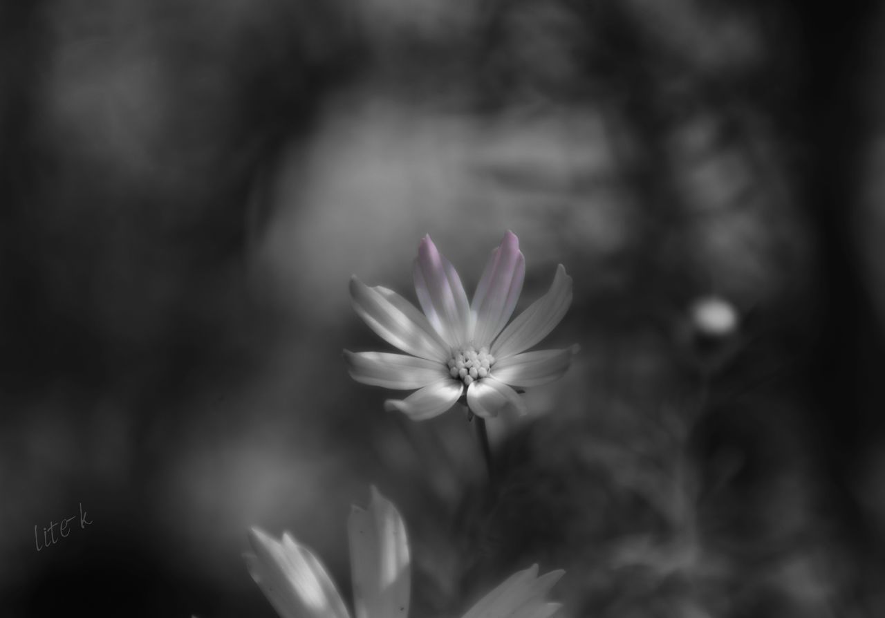 flower, petal, fragility, nature, beauty in nature, freshness, flower head, growth, plant, blooming, focus on foreground, outdoors, day, cosmos flower, no people, close-up, osteospermum