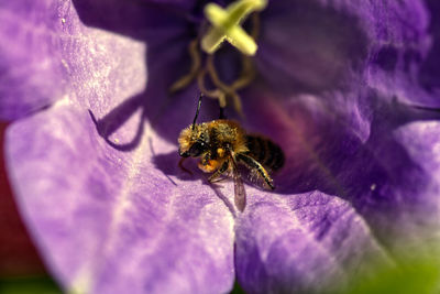 Close-up of bee pollinating on flower