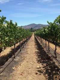 View of vineyard against sky