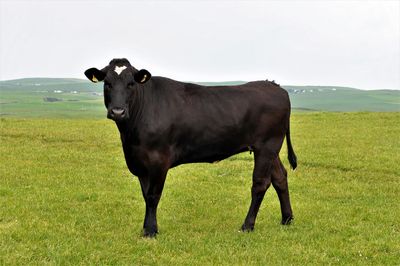 Horse standing in field