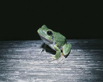 Close-up of frog on wood at night