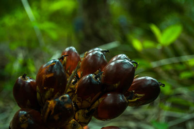 Close-up of fruits growing on tree