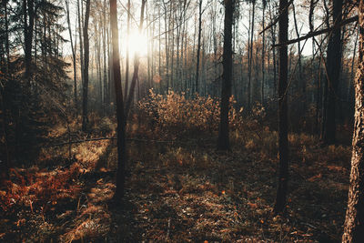 Trees in forest