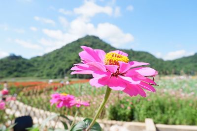 Close-up of pink cosmos flower on field against sky