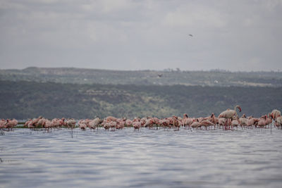 Flock of birds in the lake