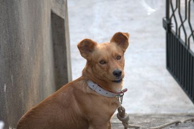 Portrait of dog