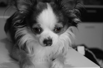 Close-up portrait of dog