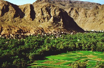 Scenic view of vineyard against mountains