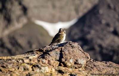 Close-up of bird perching on rock