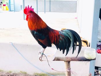 Close-up of rooster