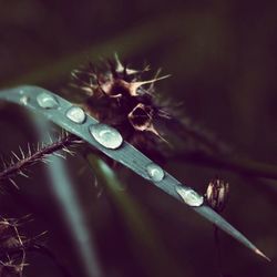 Close up of water drops on plant