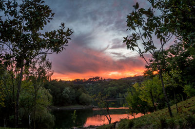 Silhouette trees by calm countryside lake at sunset