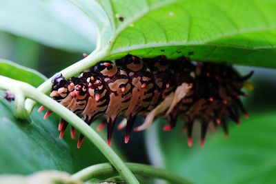 Close-up of caterpillar on plant