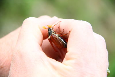 Close-up of hand holding insect