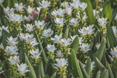 Close-up of white flowering plants on field