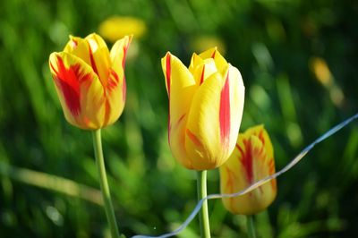 Close-up of yellow tulip blooming outdoors