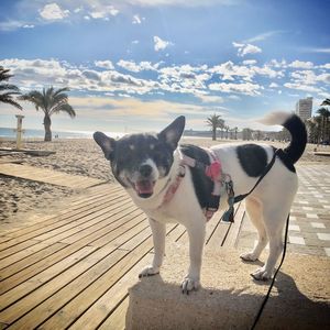 Portrait of dog standing against sky