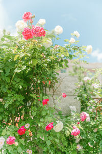 Close-up of pink flowering plants