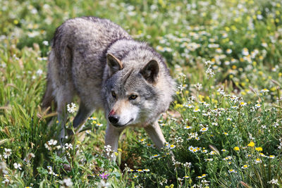 Portrait of an animal on field