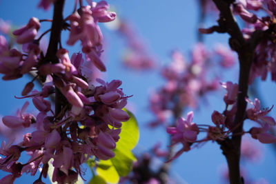 Close-up of pink flowers on branch